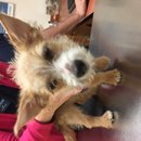 Atti's First Vet Visit (619649)