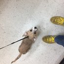 Atti's First Vet Visit (619563)