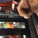 Atti at Whataburger (619652)