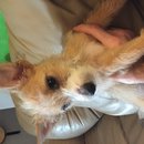 East Austin Hippie Trailer (619574)