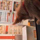 Atti at Whataburger (619662)