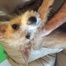 East Austin Hippie Trailer (619598)