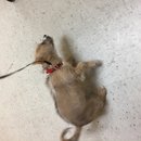 Atti's First Vet Visit (619619)