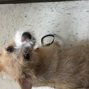 Atti's First Vet Visit (619668)