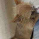 Atti's First Vet Visit (619524)