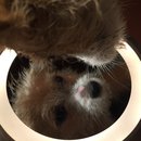 More Random Atti Pics (619522)