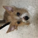 Atti's First Vet Visit (619587)