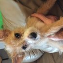 East Austin Hippie Trailer (619605)