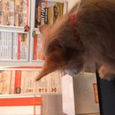 Atti at Whataburger (619547)