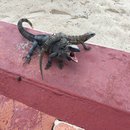 Visiting Akumal with Amy (619679)