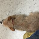 Atti's First Vet Visit (619629)