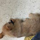 Atti's First Vet Visit (619491)