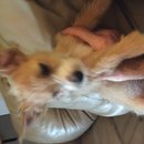 East Austin Hippie Trailer (619458)