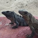 Visiting Akumal with Amy (619503)