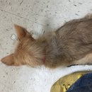 Atti's First Vet Visit (619671)