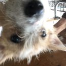 New Atti Pics (619548)