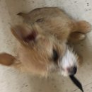 Atti's First Vet Visit (619691)