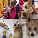 Atti's First Vet Visit (619644)