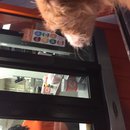 Atti at Whataburger (619683)
