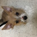 Atti's First Vet Visit (619700)