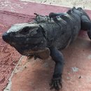 Visiting Akumal with Amy (619906)