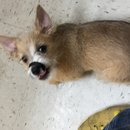 Atti's First Vet Visit (619885)