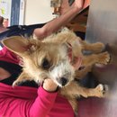 Atti's First Vet Visit (619785)