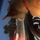 Atti at Whataburger (619831)