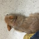 Atti's First Vet Visit (619908)