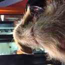 Atti at Whataburger (619698)