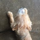 New Atti Pics (619706)