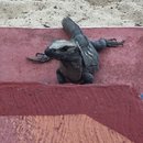 Visiting Akumal with Amy (619940)