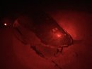 Turtle Egg Laying (619790)