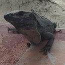 Visiting Akumal with Amy (619939)