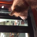 Atti at Whataburger (619819)