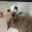 Atti's First Vet Visit (619752)