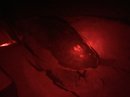 Turtle Egg Laying (619726)