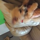 East Austin Hippie Trailer (619946)