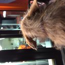 Atti at Whataburger (619788)