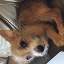 East Austin Hippie Trailer (619805)