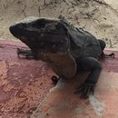 Visiting Akumal with Amy (619844)