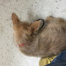 Atti's First Vet Visit (619890)