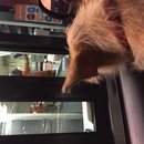 Atti at Whataburger (619720)