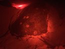 Turtle Egg Laying (619725)