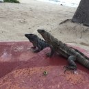 Visiting Akumal with Amy (619774)