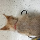 Atti's First Vet Visit (619898)