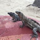 Visiting Akumal with Amy (619867)