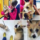 Atti's First Vet Visit