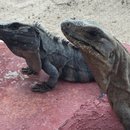 Visiting Akumal with Amy (619768)