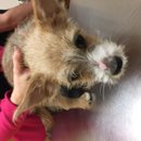 Atti's First Vet Visit (619815)